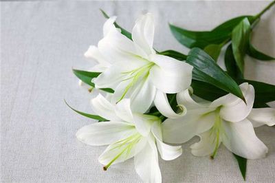 梦中百合 纯洁意象与生活美学的双重奏